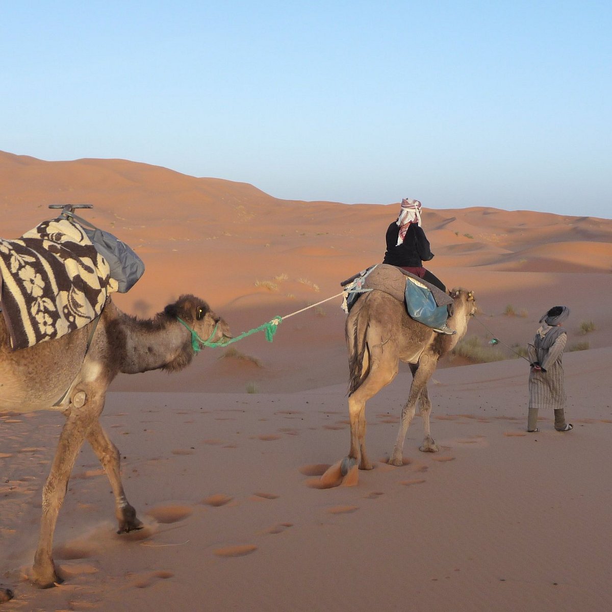 Wild desert. Марокко зоопарк в Мохаммедии.