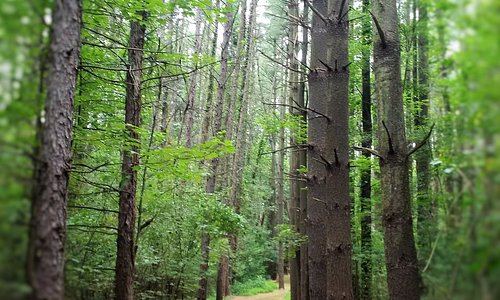 the Pine Plantation trail is short and stroller-friendly