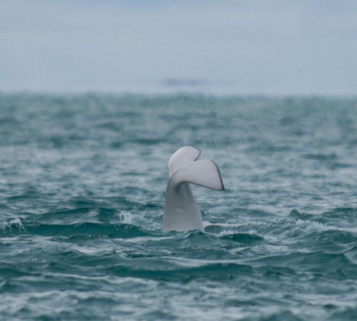 Beluga watches you sleep 