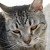spritcat1979