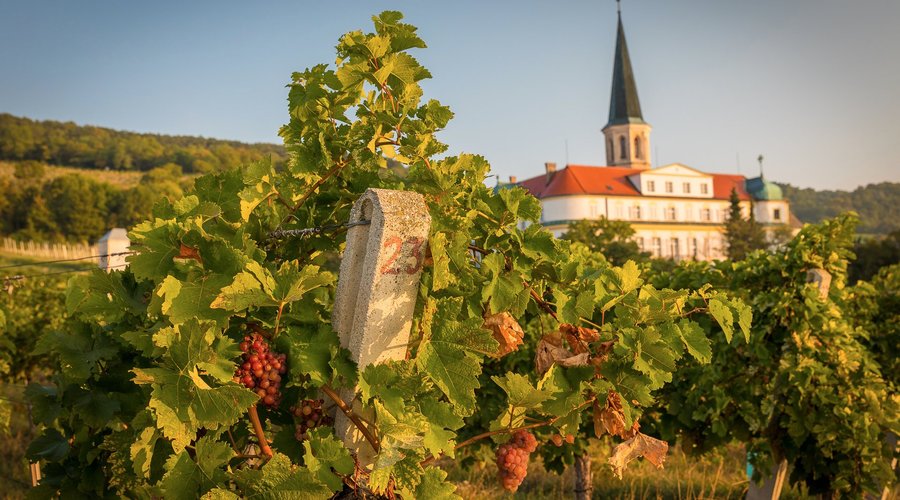 The hotel - view from the amazing vineyards