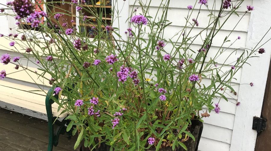 Flowers by the entrance
