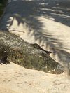 Sad and inhumane - Review of Crocodile Farm, Siem Reap, Cambodia -  Tripadvisor