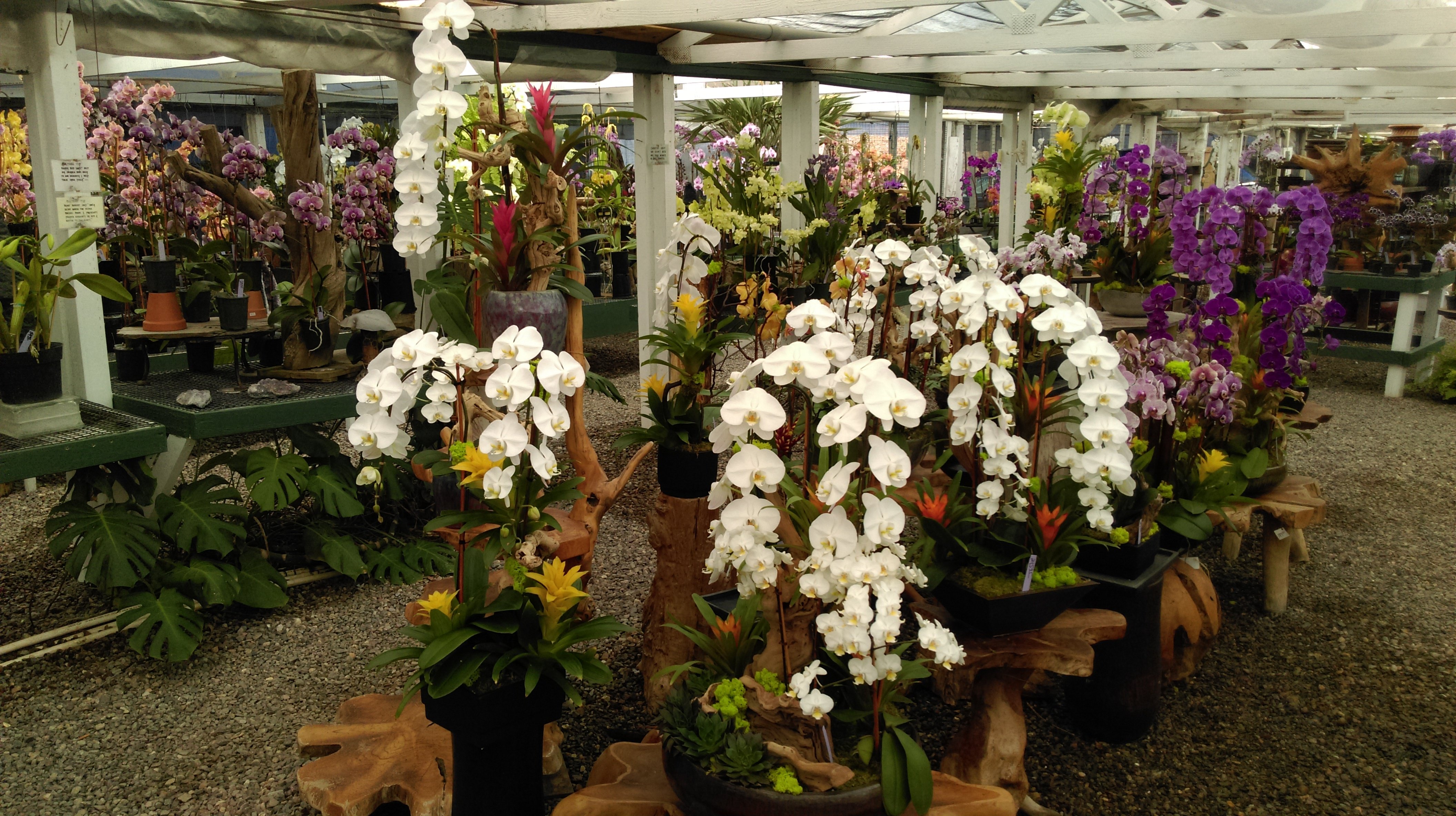 Orchid farm shop near me