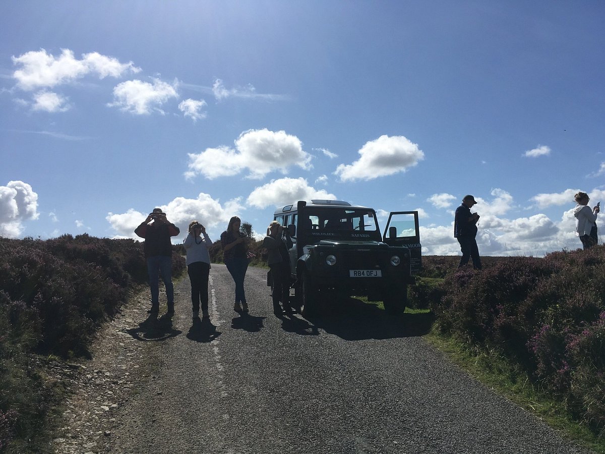 discovery safari exmoor