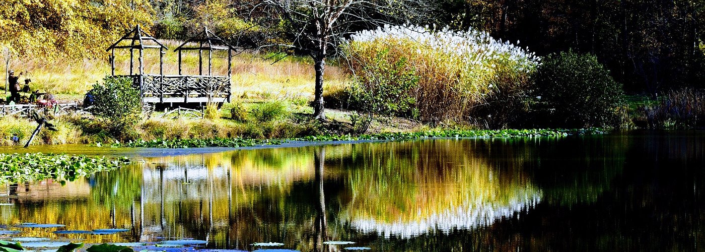 Meadowlark - Near the Lake