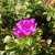 Dorte S