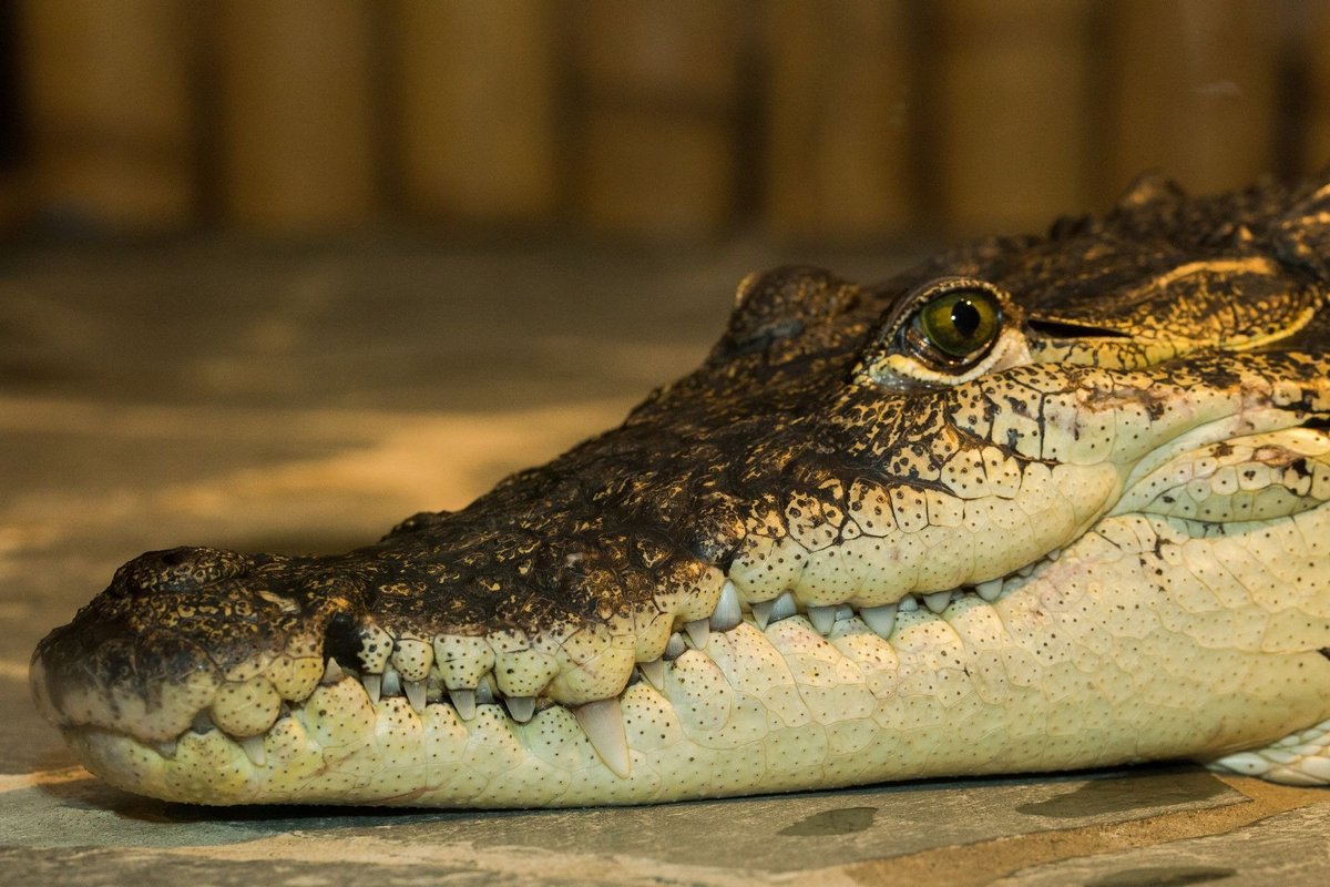 Crocodile Zoo, Прага: лучшие советы перед посещением - Tripadvisor