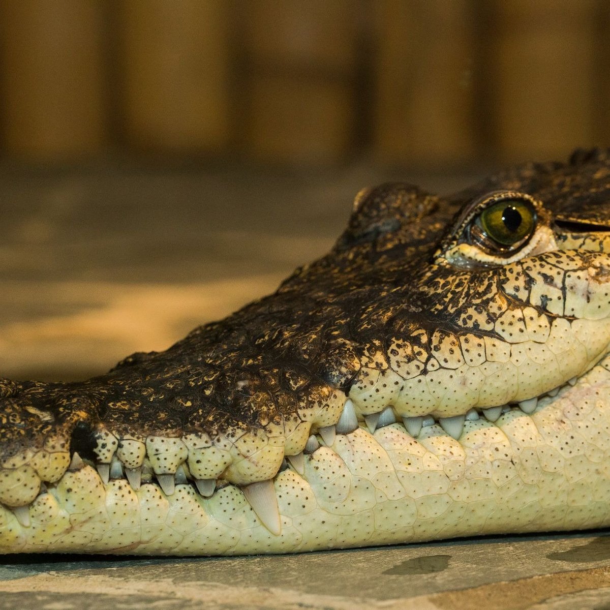 Crocodile Zoo, Прага: лучшие советы перед посещением - Tripadvisor