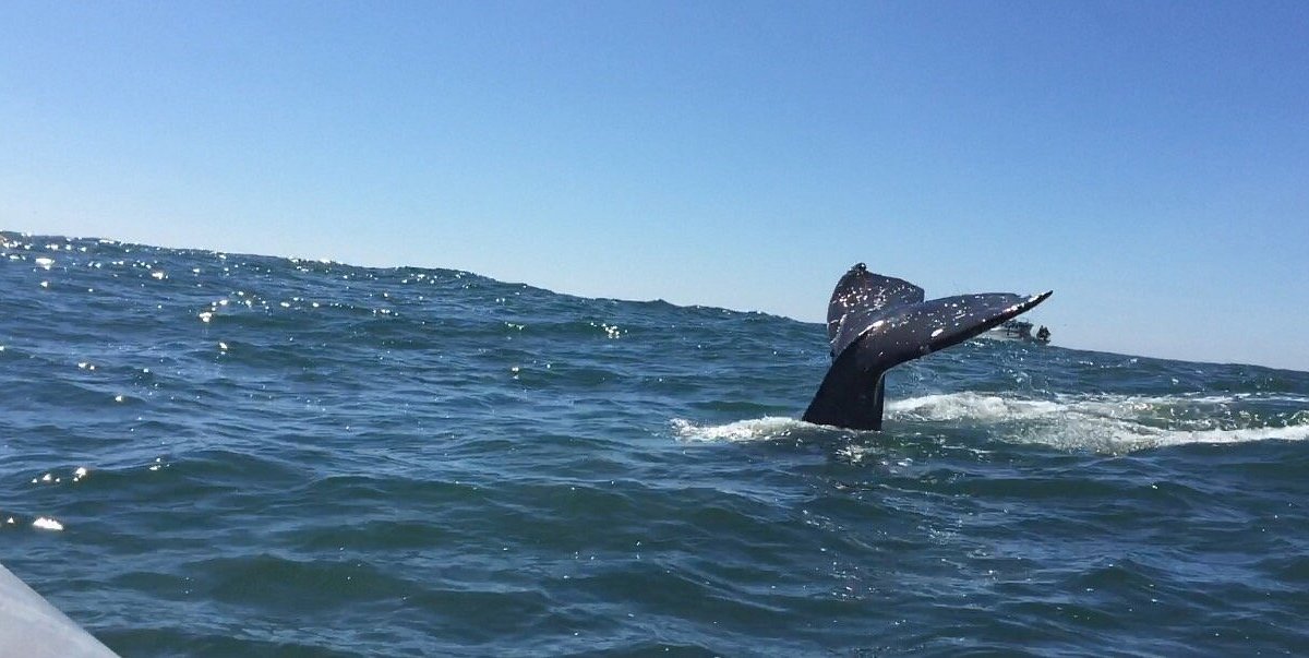 whale watching tours depoe bay oregon