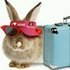 thetravelrabbit