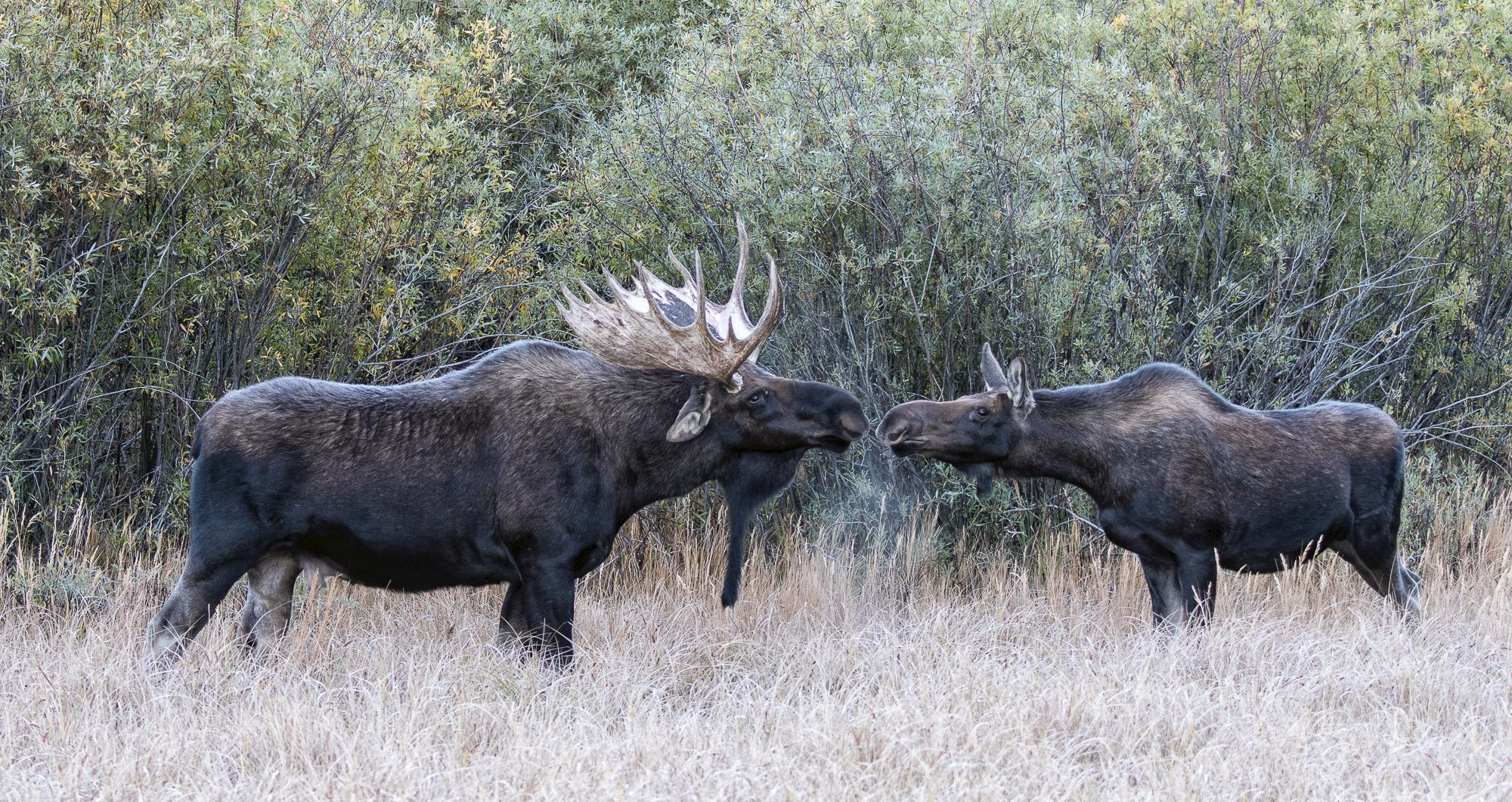 Yellow Wood Guiding (Estes Park) - All You Need to Know BEFORE You Go