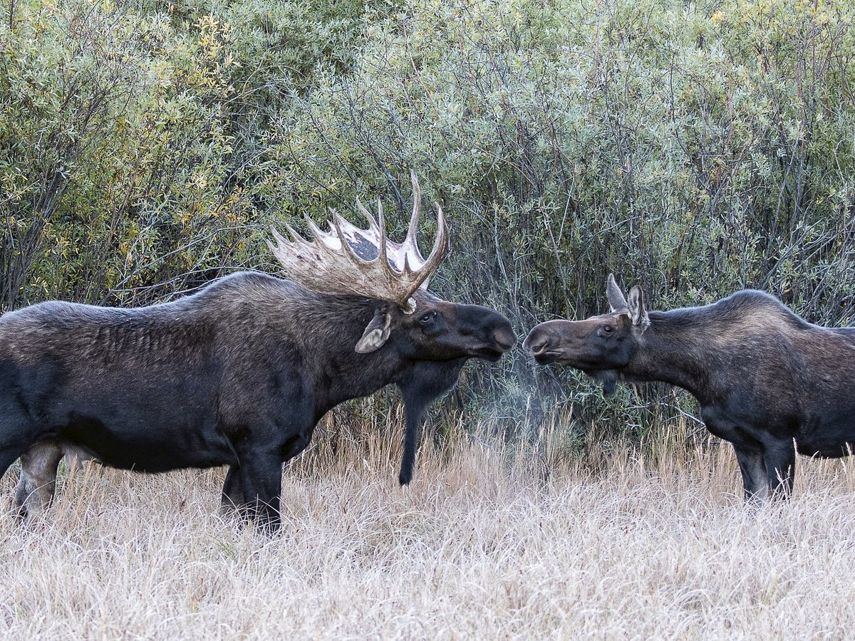 Yellow Wood Guiding (Estes Park) - All You Need to Know BEFORE You Go