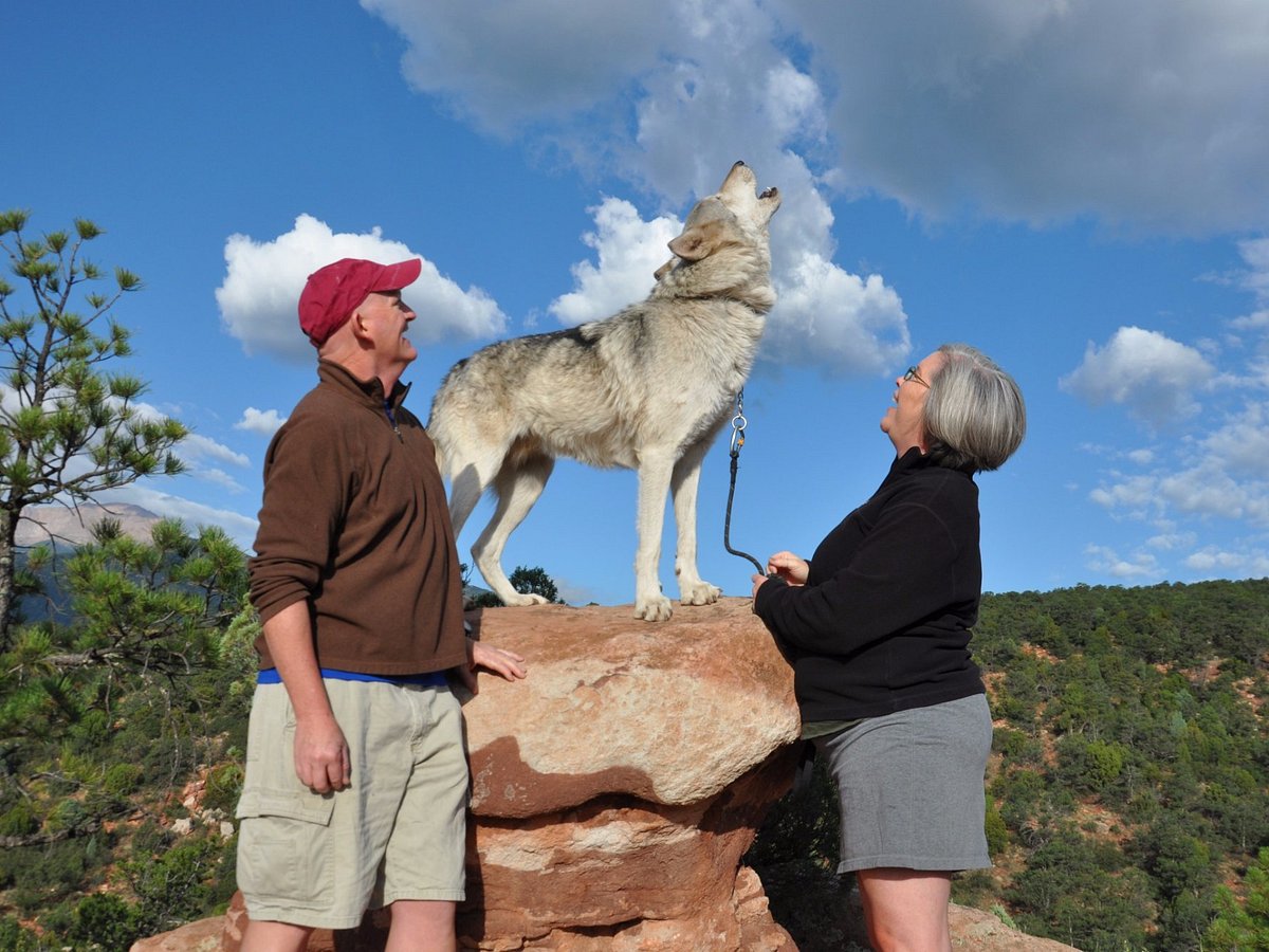 colorado wolf adventures tours