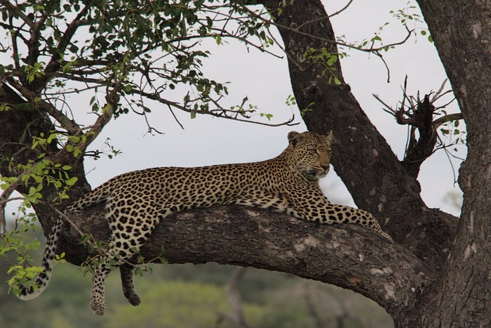 tsakane safari camp