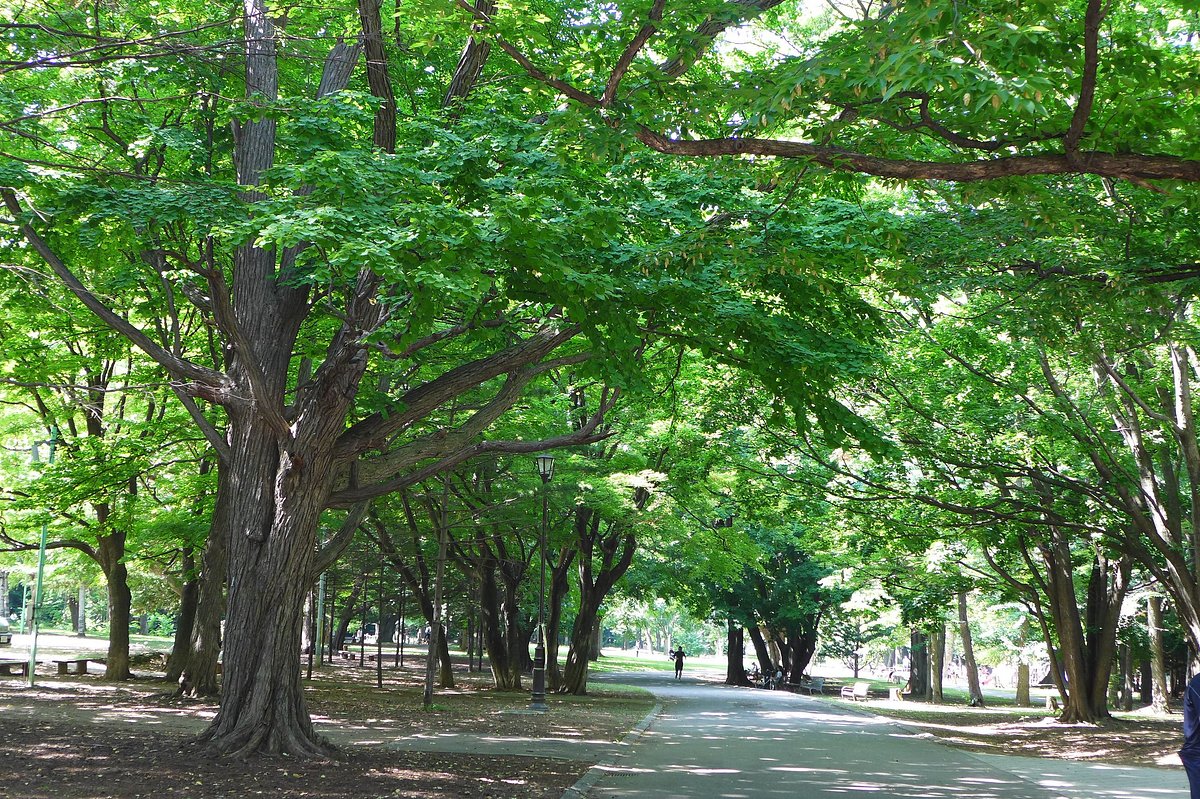 Maruyama Park - All You Need to Know BEFORE You Go (2024 ...