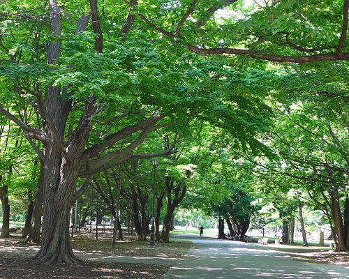 札幌市の公園 自然 ベスト10 トリップアドバイザー