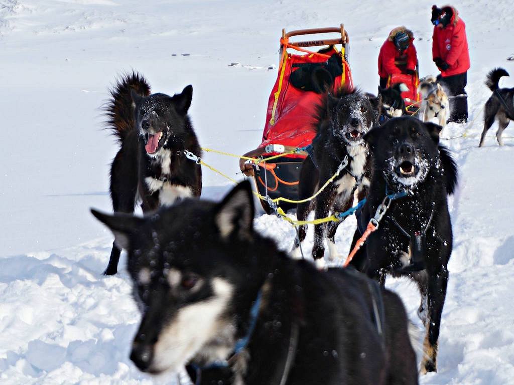 ARCTIC QUEST SLED DOG ADVENTURES (Tewkesbury) - All You Need to Know BEFORE  You Go