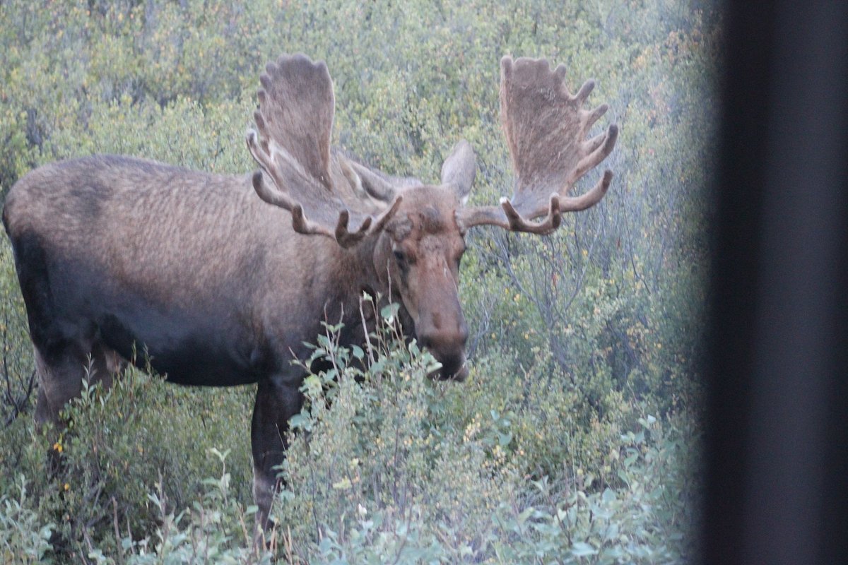 DENALI PARK VILLAGE (Аляска/Национальный парк и заповедник Денали) -  отзывы, фото и сравнение цен - Tripadvisor