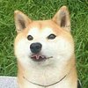 ynotjade