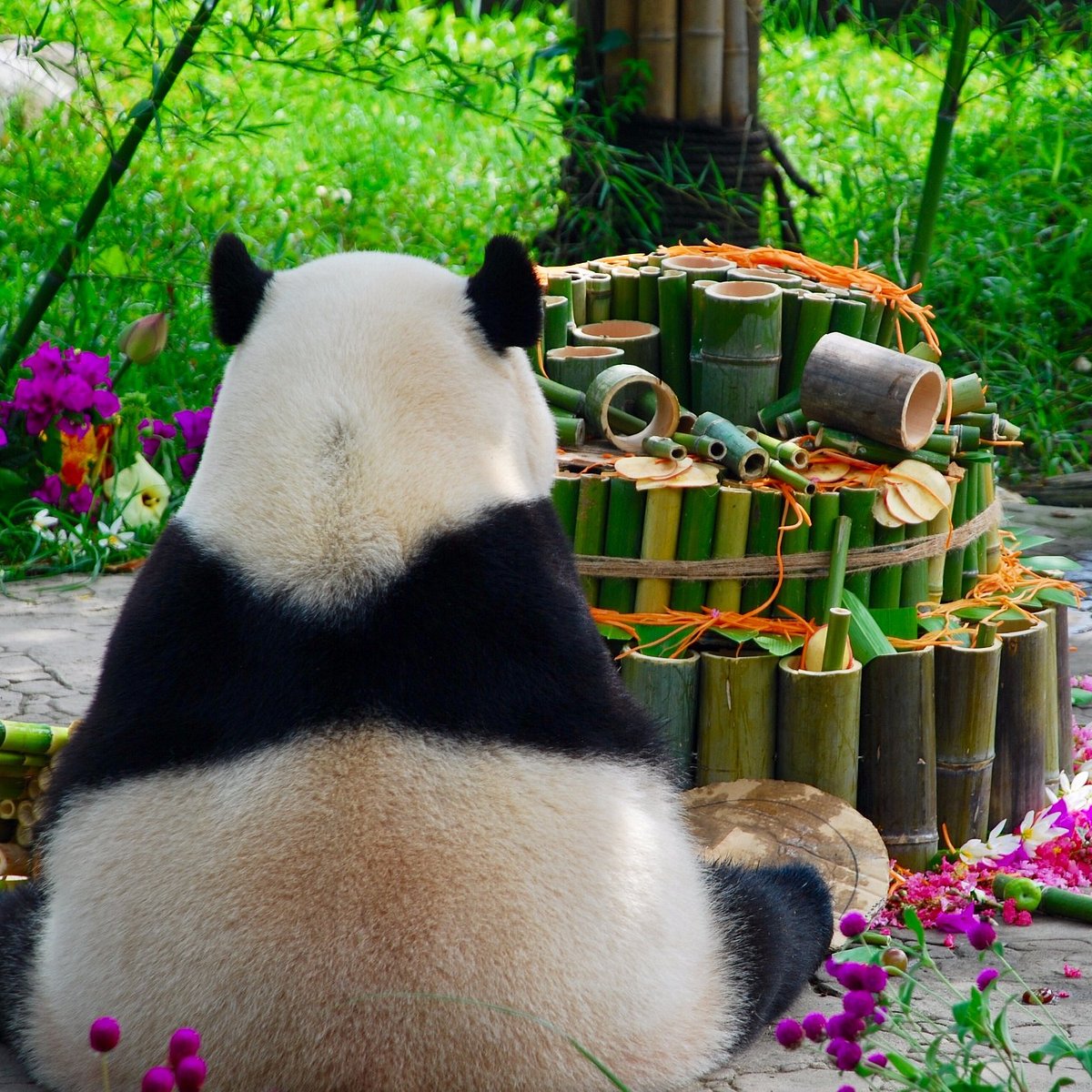 my panda tours