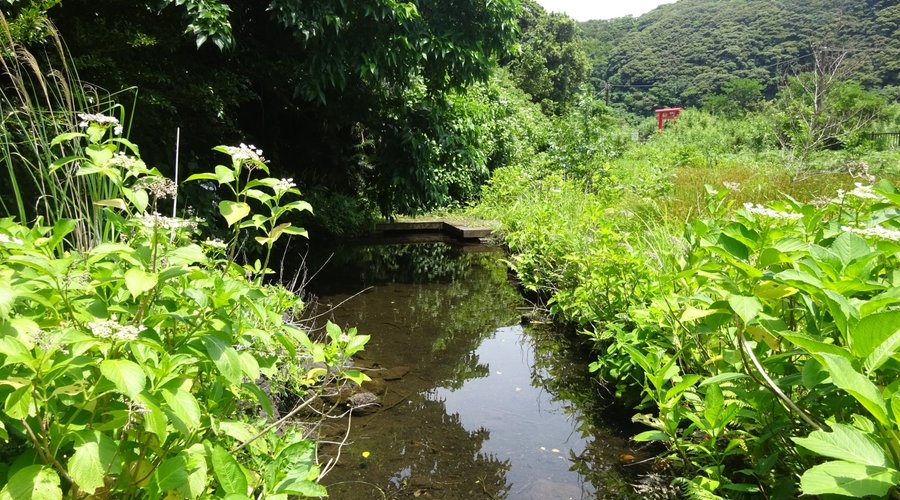 ホタル水路