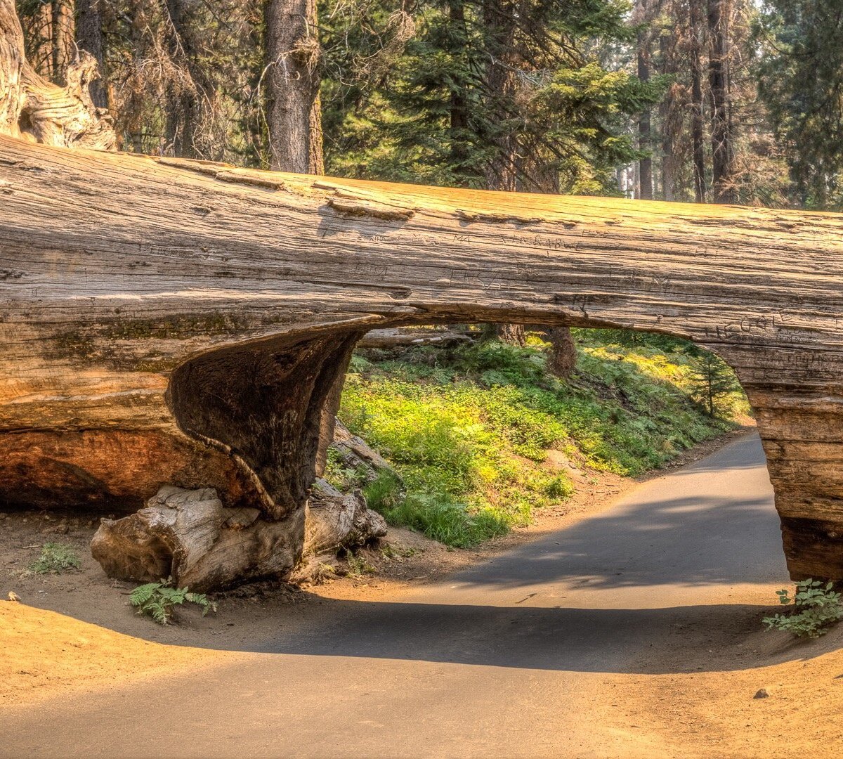 Tunnel Log, Национальный парк Секвойя и Кингз-Каньон: лучшие советы перед  посещением - Tripadvisor