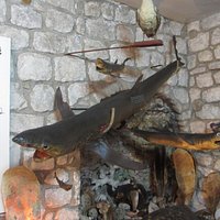 Muzej Riba i Rakova Makarska. Рыбы