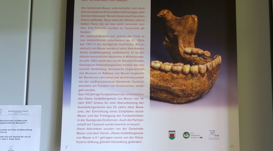 Unterkiefer ( Abguss ) des " Homo heidelbergensis "