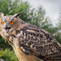 Eddie the eagle owl.