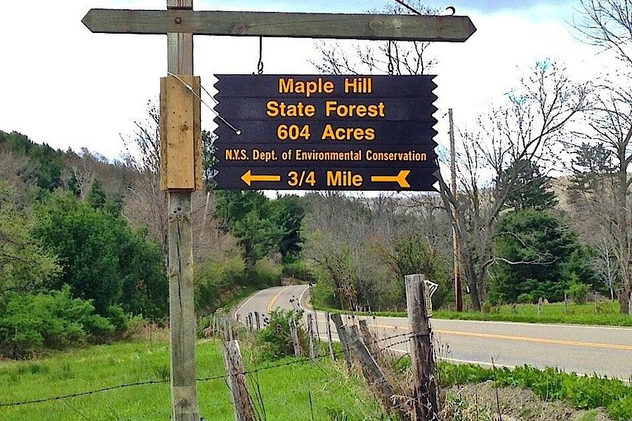 Maple Hill State Forest image