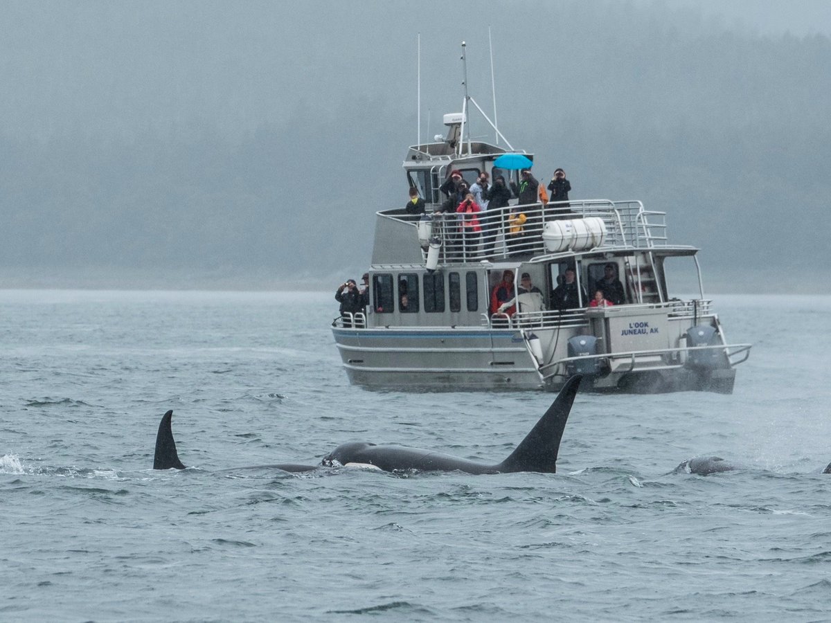 Juneau Whale Watch - All You Need to Know BEFORE You Go