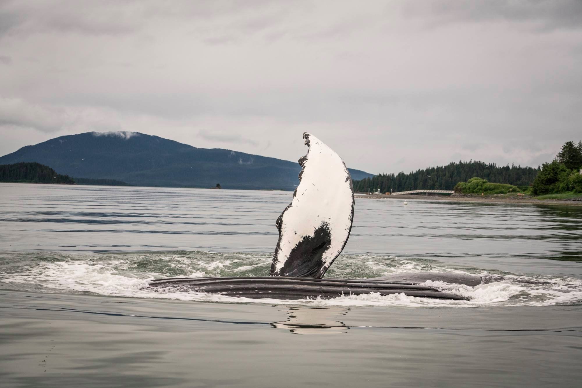 Juneau Whale Watch - All You Need to Know BEFORE You Go