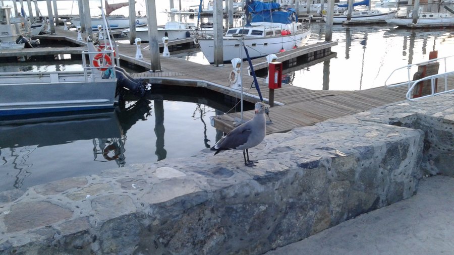 muelle