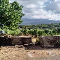 Vineyards