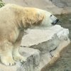 Jellypooh