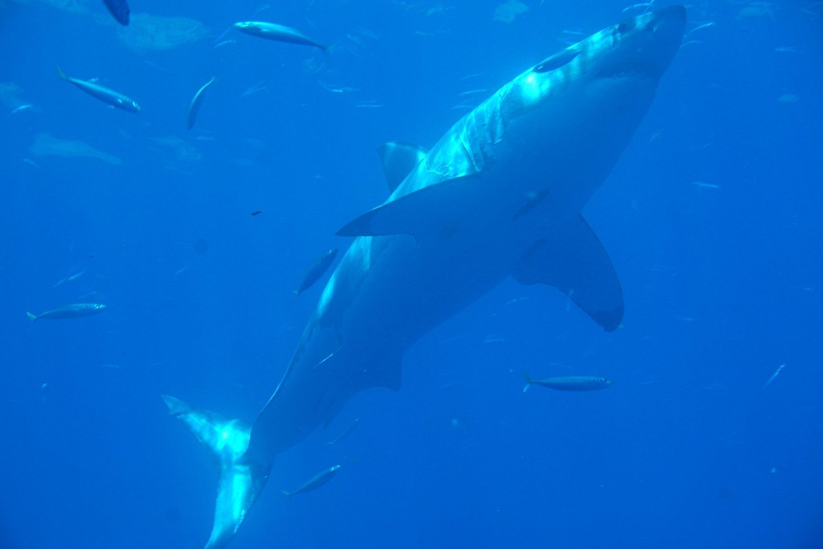 Guadalupe Island White Sharks (San Diego) Alles wat u moet weten