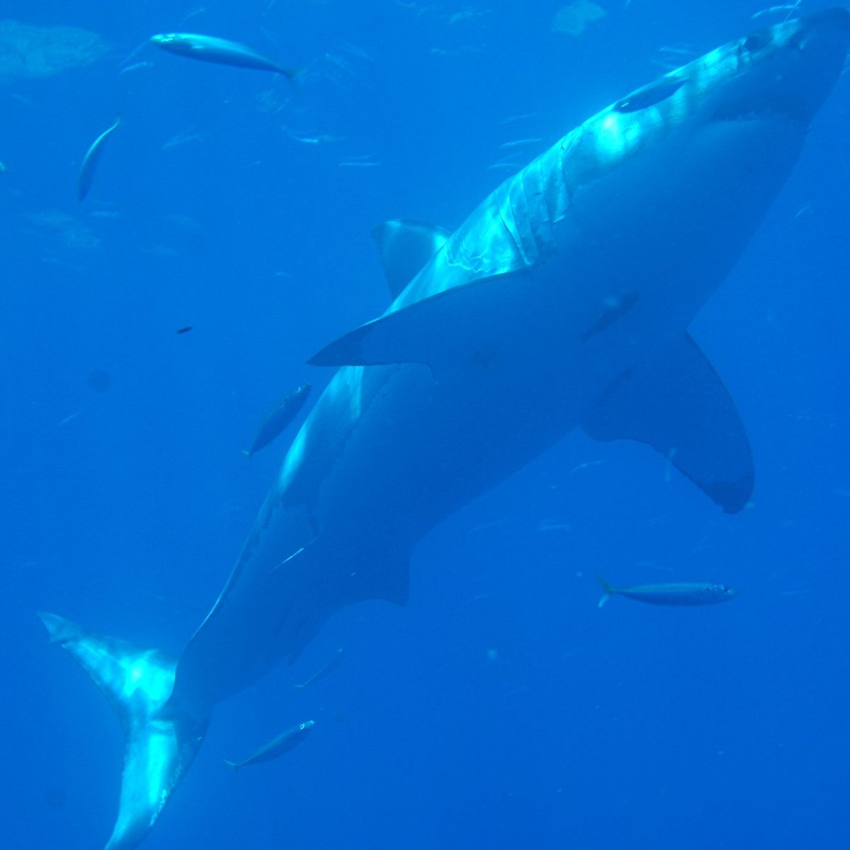 Guadalupe Island White Sharks (San Diego) Lohnt es sich? Aktuell für