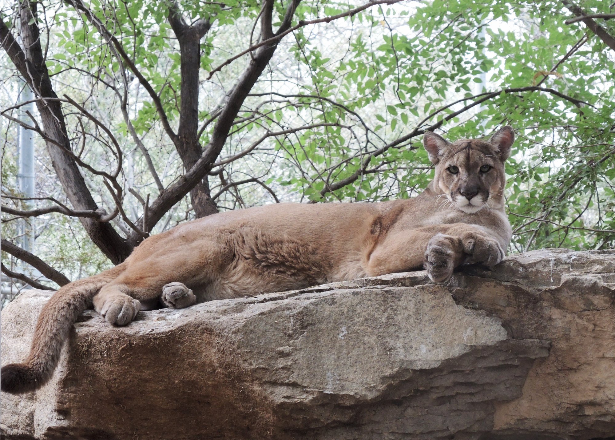 Southwest Wildlife Conservation Center