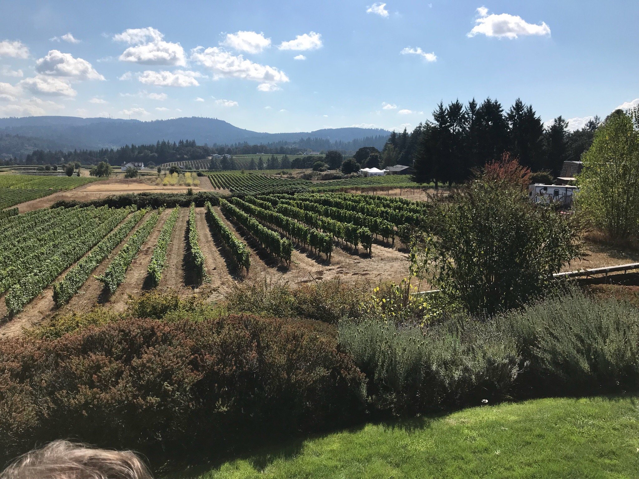 Bethel Heights Vineyard All You Need to Know BEFORE You Go with