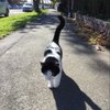whitelazycat