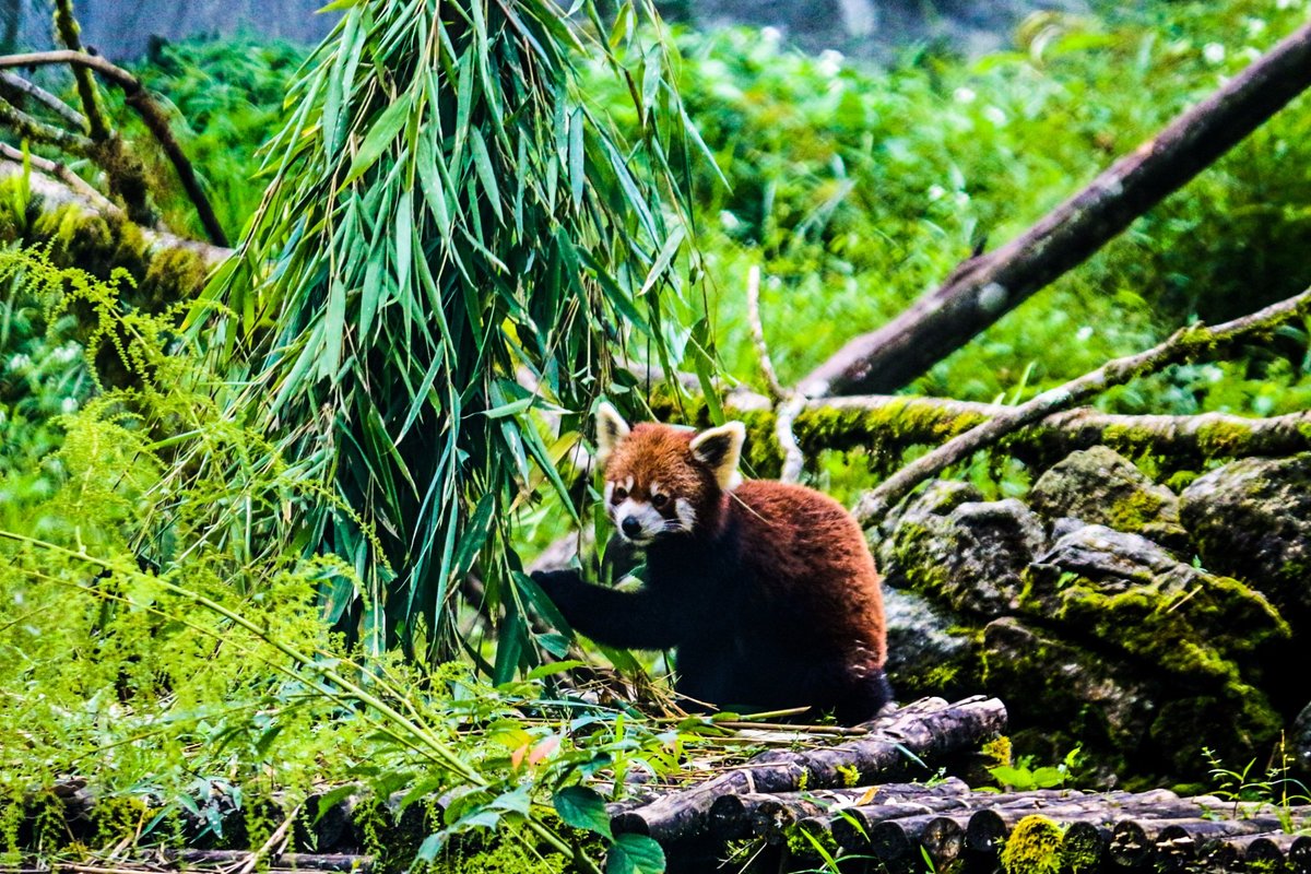 Himalayan Zoological Park (Gangtok) - All You Need to Know BEFORE You Go