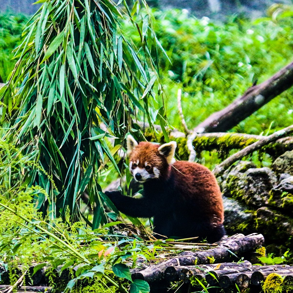 Himalayan Zoological Park (Gangtok) - All You Need to Know BEFORE You Go
