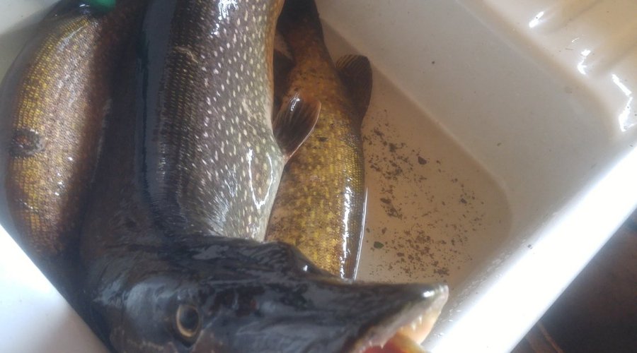 Northern pike 43 inches 16.8 pound.  Awesome  catch by our guest Chris.