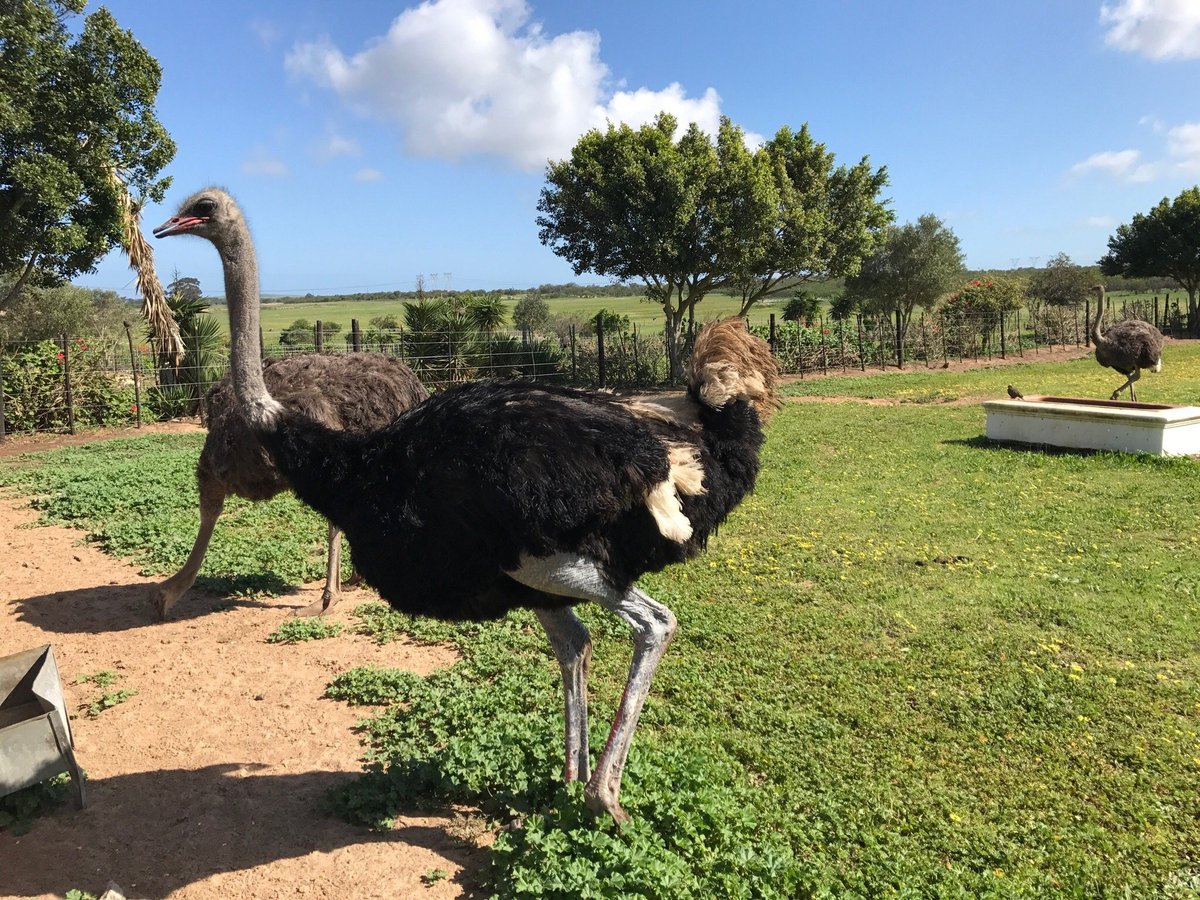 Cape Town Ostrich Ranch (Cape Town Central) - All You Need to Know ...