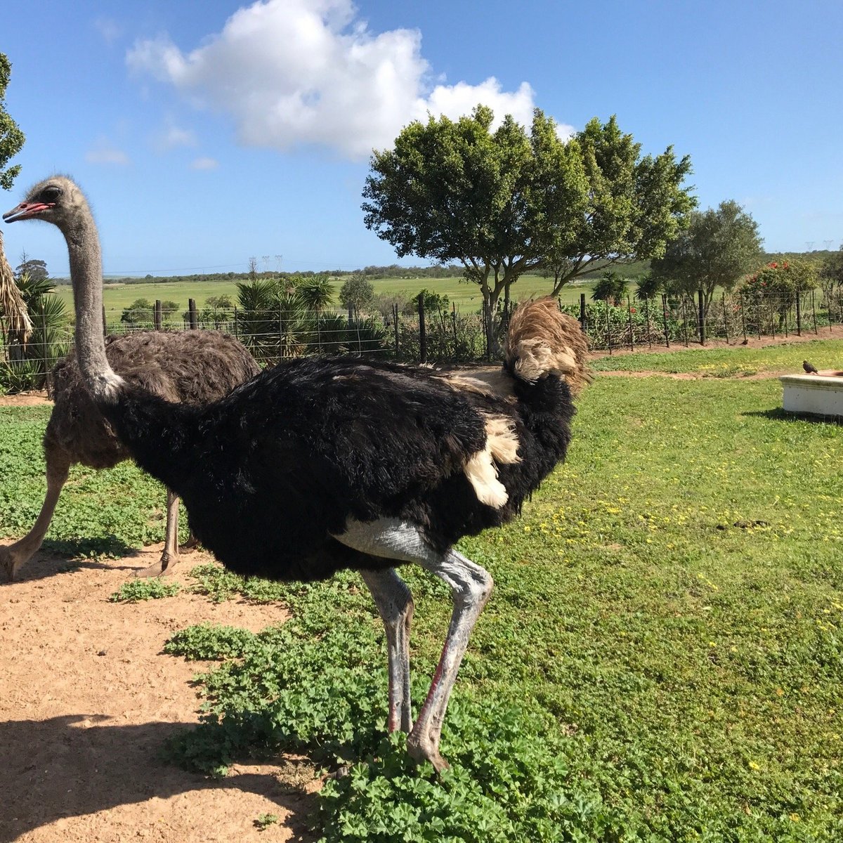 Cape Town Ostrich Ranch, Кейптаун: лучшие советы перед посещением -  Tripadvisor