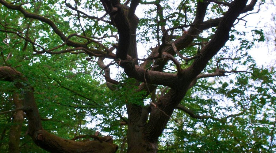 Baum III
