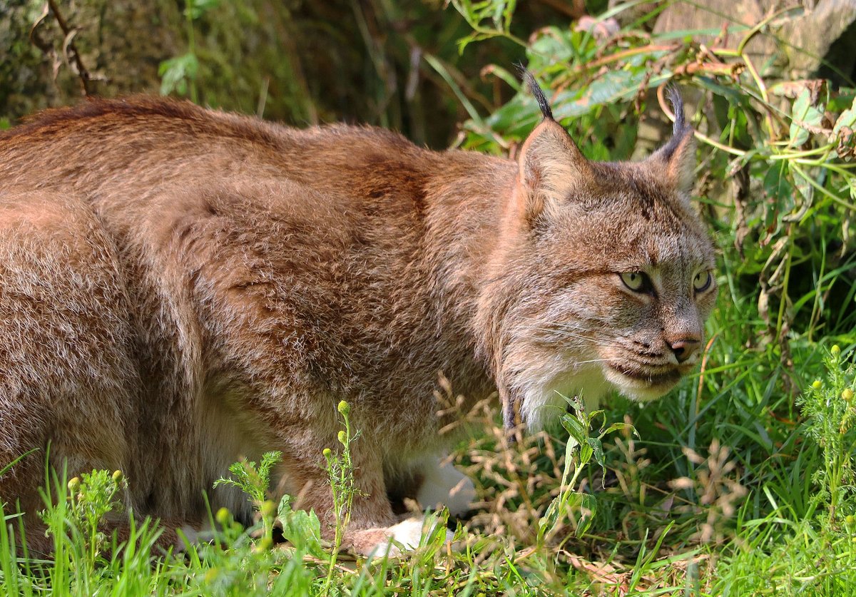 Love for the Lynx - Yukon Wildlife Preserve