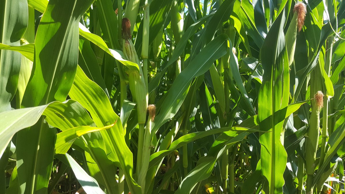 Edmonton Corn Maze All You Need to Know BEFORE You Go (2025)