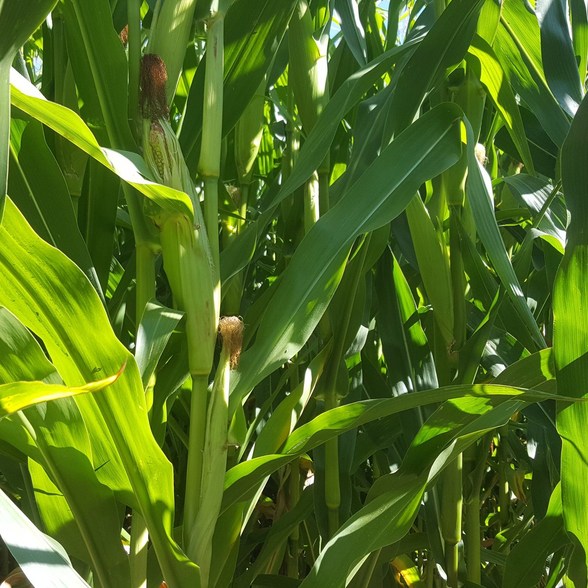 Edmonton Corn Maze (Spruce Grove) - All You Need to Know BEFORE You Go 